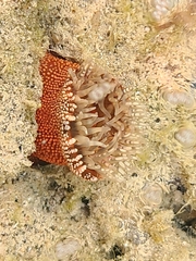 Bunodosoma granuliferum