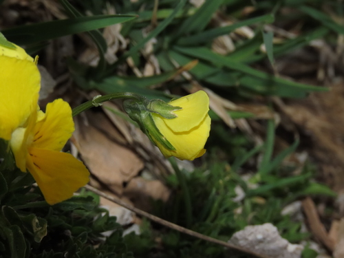 Image of Viola eugeniae by (c) Nicolás Lavandero, some rights reserved (CC BY)