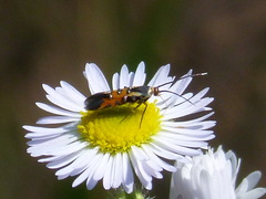 Chrysoclista linneella