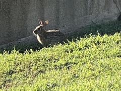 Sylvilagus floridanus