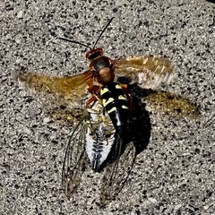 Sphecius speciosus
