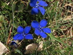 Gentiana verna