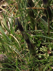 Gentiana verna