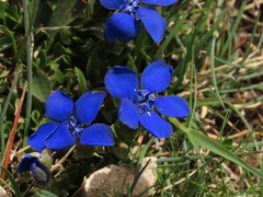 Gentiana verna