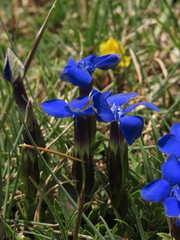 Gentiana verna
