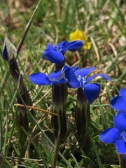 Gentiana verna