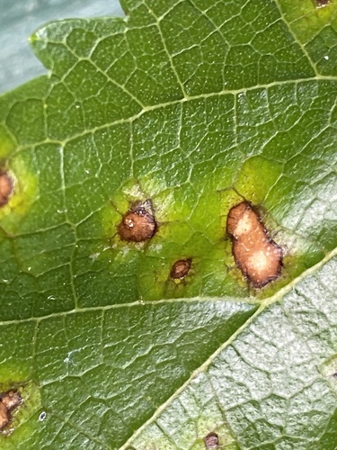 Mulberry Leaf Spot