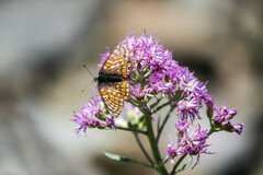 Euphydryas cynthia