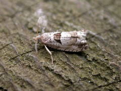 Epinotia ramella