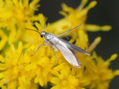 Schreckensteinia erythriella