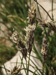 Sesleria