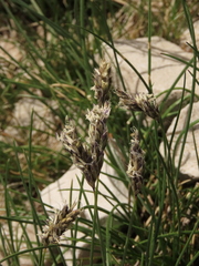 Sesleria