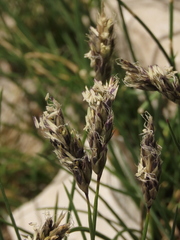 Sesleria