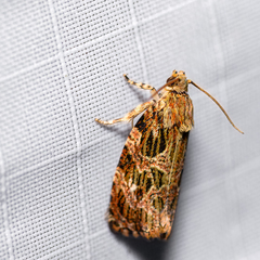 Phaecasiophora confixana