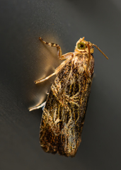 Phaecasiophora confixana