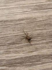 Steatoda grossa