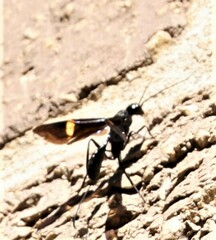 Pristaulacus fasciatus