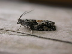Epinotia nisella