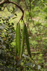 Chonemorpha fragrans