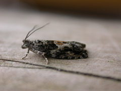 Epinotia nisella