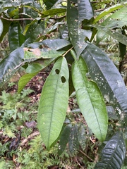 Chionanthus sleumeri