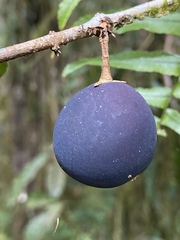 Chionanthus sleumeri