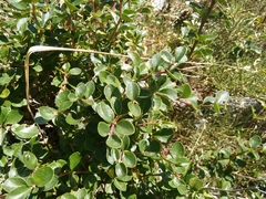 Berberis aetnensis