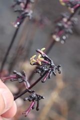 Kadua centranthoides