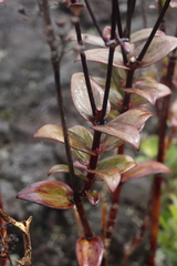 Kadua centranthoides
