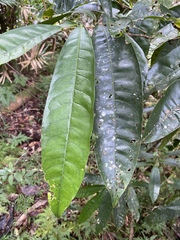 Chionanthus sleumeri