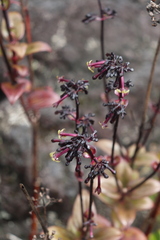 Kadua centranthoides