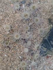 Anthopleura pallida