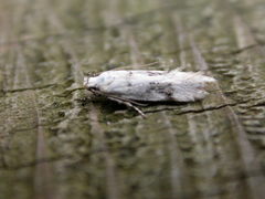 Stenolechia gemmella