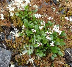 Cardamine bellidifolia