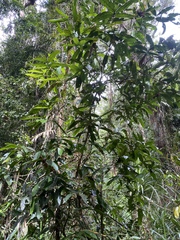 Chionanthus sleumeri