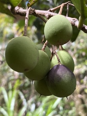 Chionanthus sleumeri