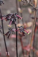 Kadua centranthoides