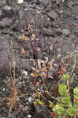 Kadua centranthoides