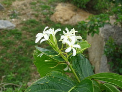 Holarrhena pubescens