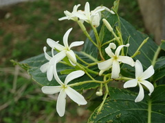 Holarrhena pubescens