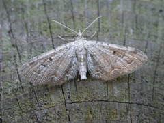 Eupithecia simpliciata