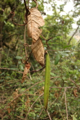 Chonemorpha fragrans