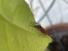 Ichneumonidae