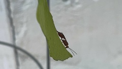 Ichneumonidae