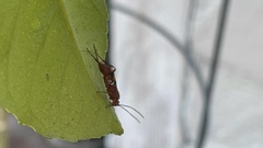 Ichneumonidae