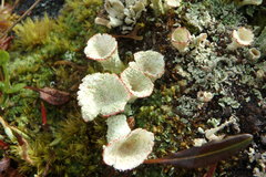 Cladonia carneola