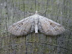 Eupithecia simpliciata