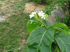 Holarrhena pubescens