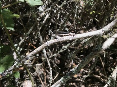 Argia emma