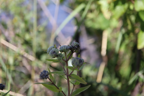Pycnanthemum virginianum